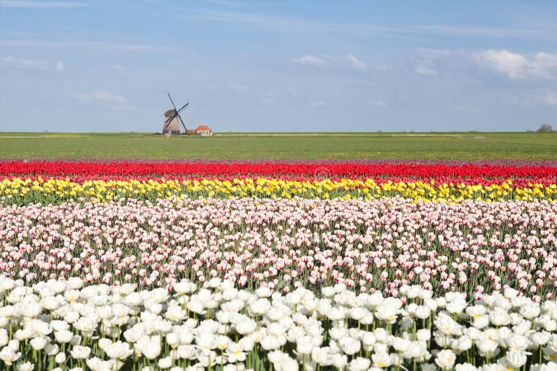 Colorful tulip field and Dutch windmill in spring