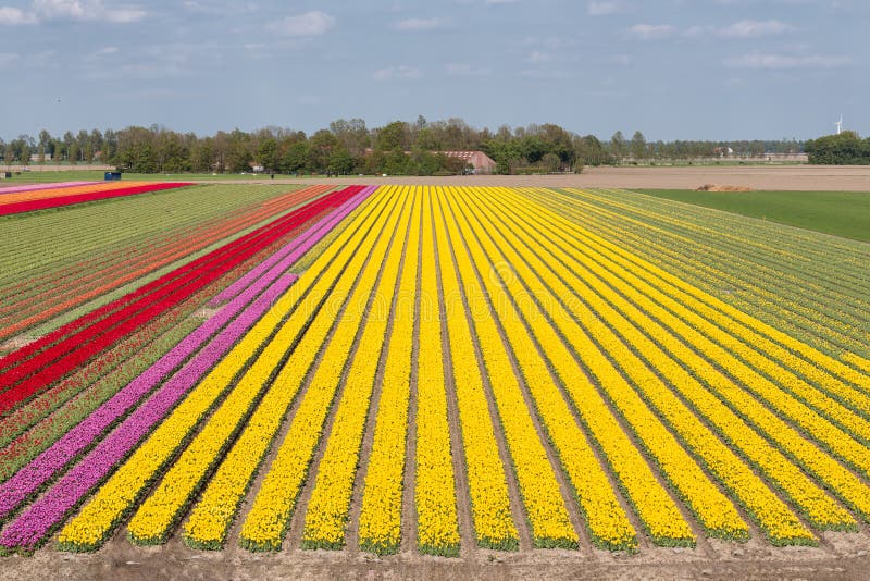 Colorful tulip field with electricity pylons in Dutch Noordoostpolder