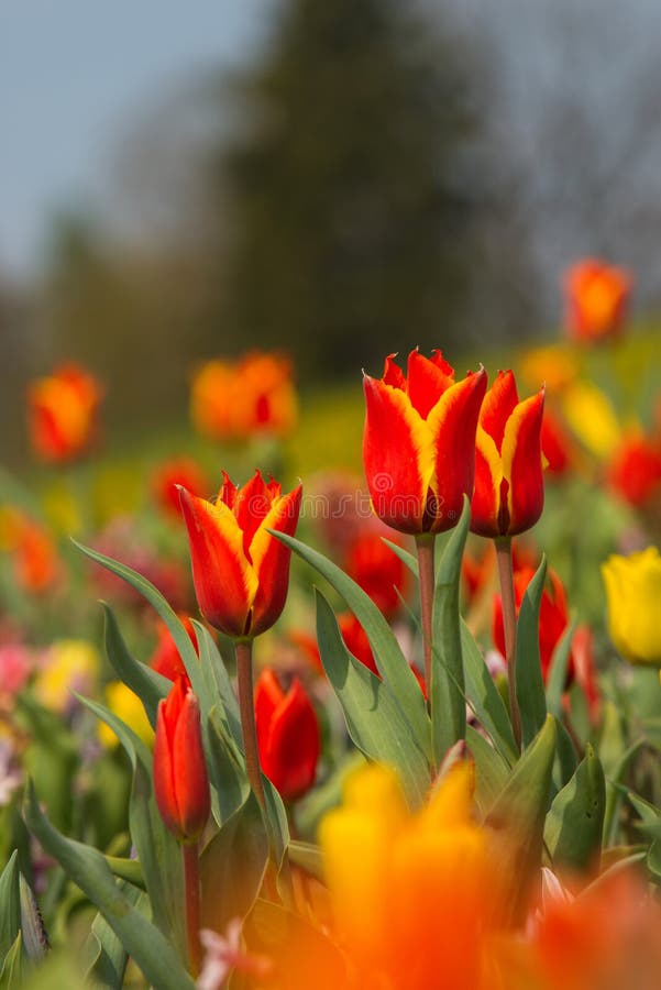 Colorful Tulip Field in a Meadow Stock Photo - Image of flora, flower ...