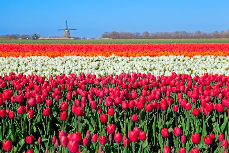 Barvitý tulipán pole a holandský větrný mlýn v sever nizozemí.