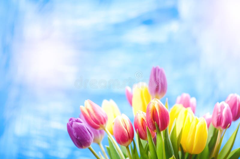 Colorful tulip flowers on a blue background with a copy space for a text. Top of view. Blue sky background. Valentines gift and celebration concept