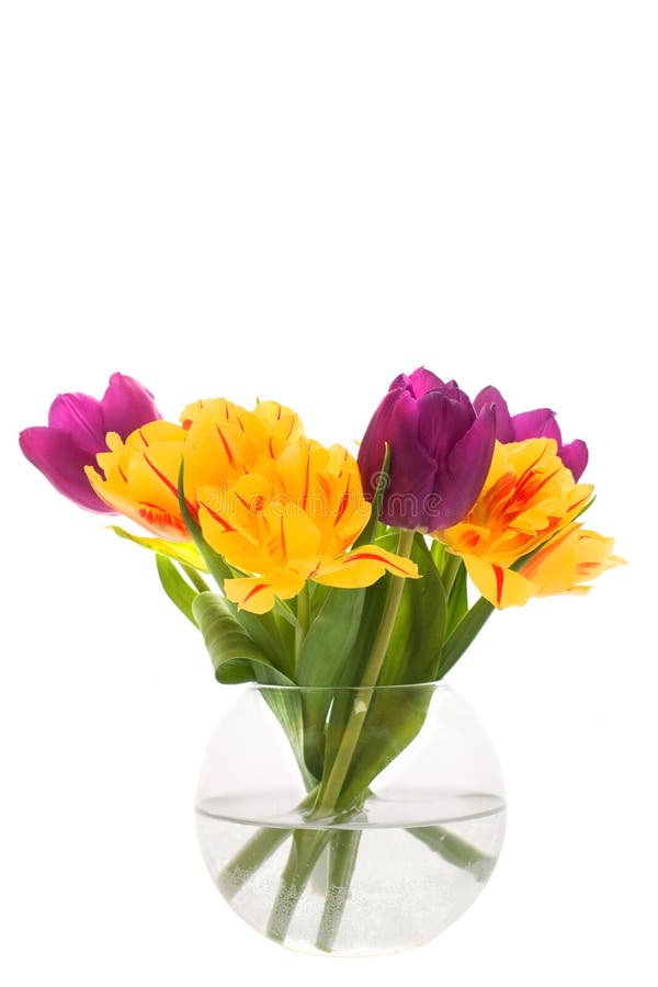 Colorful Tulips royalty free stock photos Colorful Tulips royalty free stock photos
