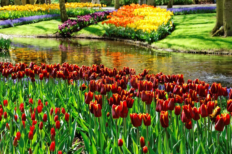 Colorful Tulips.