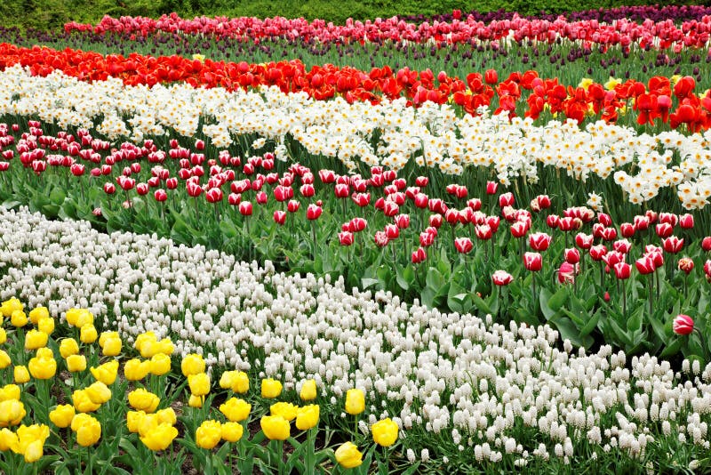 Colorful tulips.