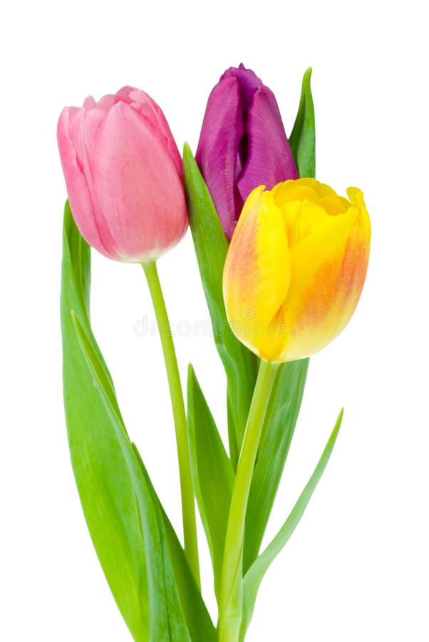 Colorful tulips