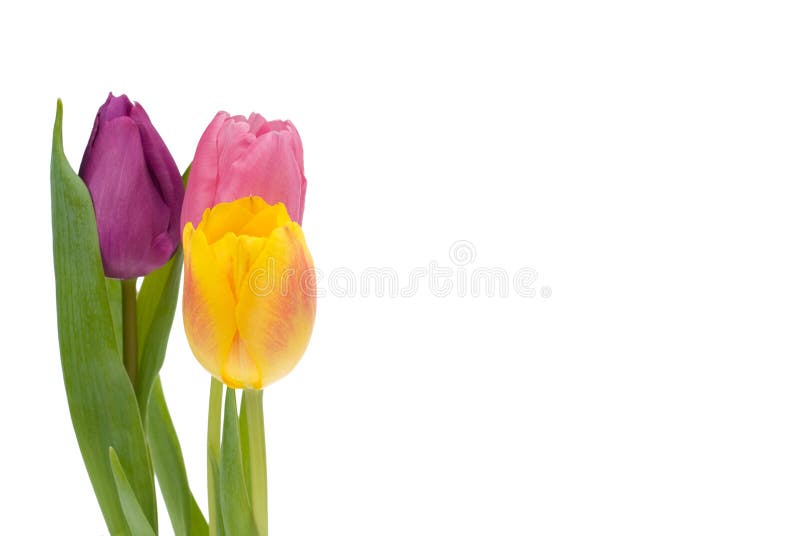 Colorful tulips