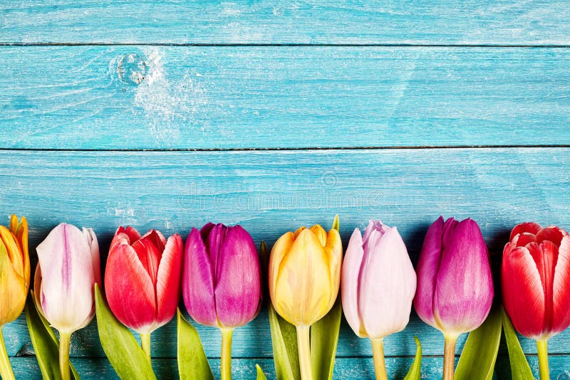 Colorful tulips aligned on a rustic wooden surface stock photo Colorful tulips aligned on a rustic wooden surface stock photo