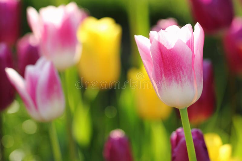 Colorful tulips