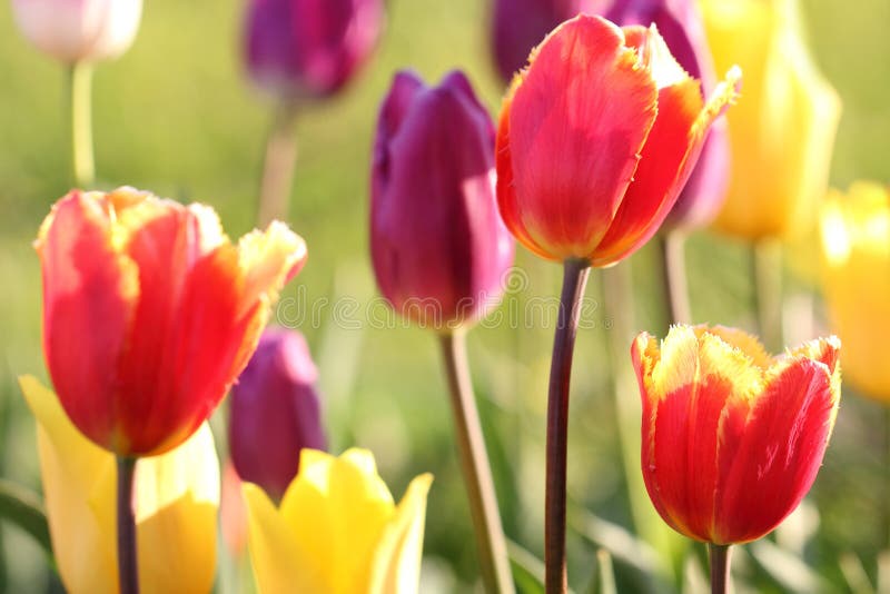 Colorful tulips