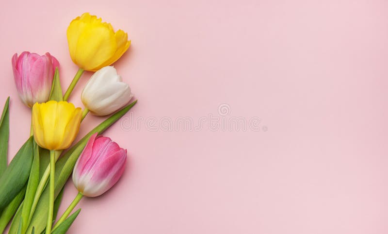 Colorful tulips creating a vibrant spring border on pink background royalty free stock images