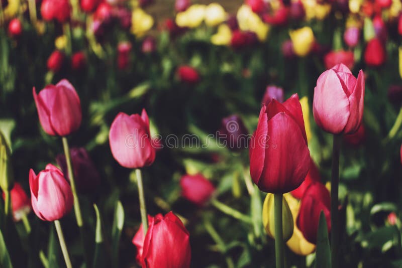 Colorful tulips in the flower garden. Flowers multicolored tulips flowering on public park stock image Colorful tulips in the flower garden. Flowers multicolored tulips flowering on public park stock image