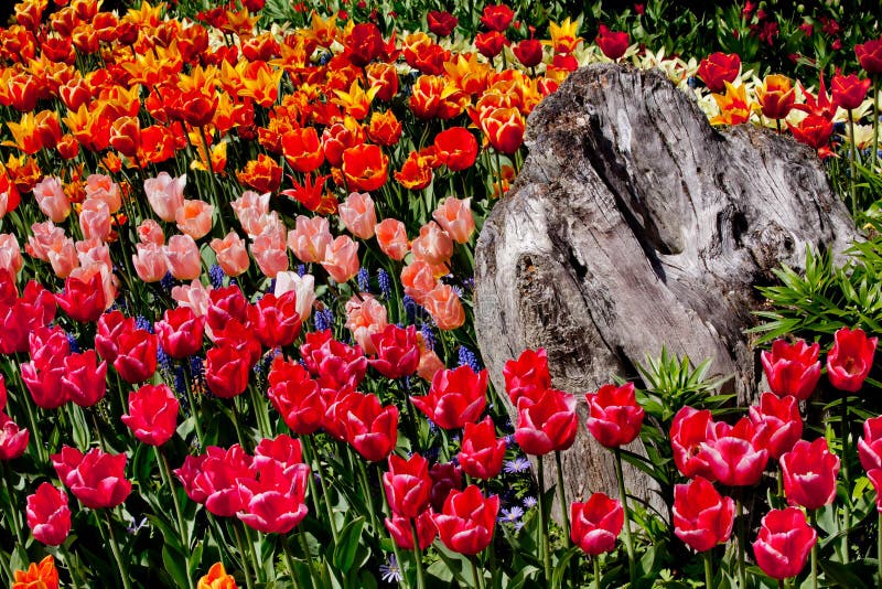 Colorful Tulips Flowers Wood Washington