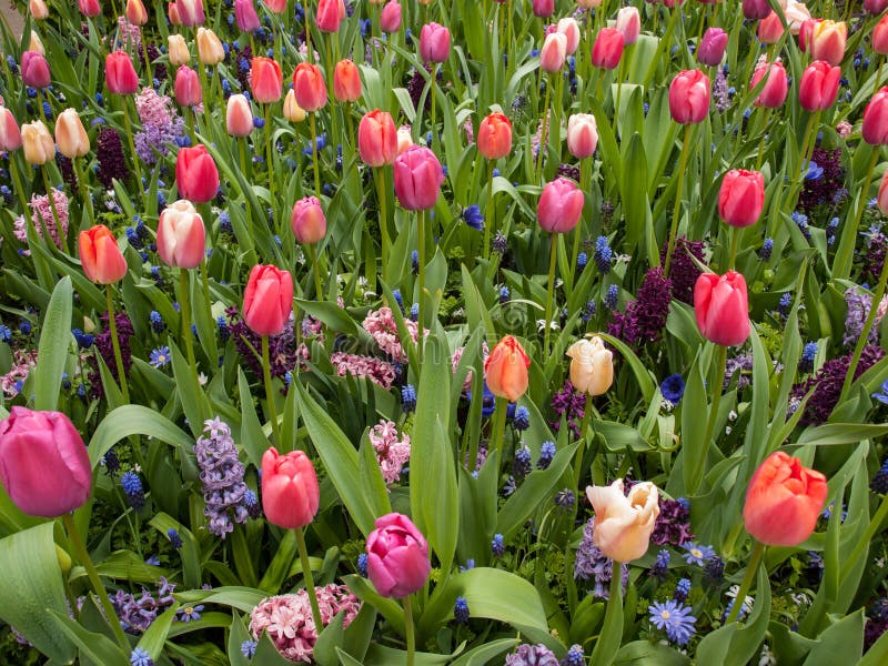Colorful Tulips and Hyacinth Blooming in a Garden. Stock Photo - Image ...