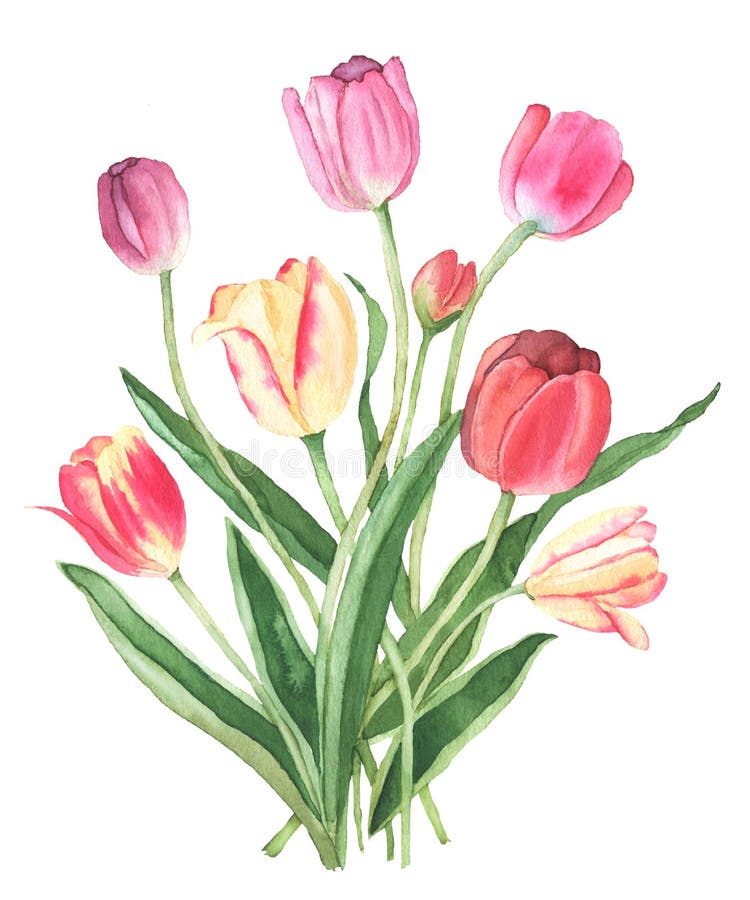 Colorful Tulips Watercolor Illustration Stock Illustration ...