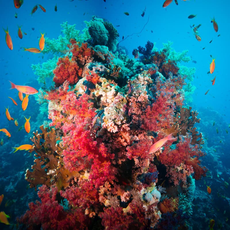 Colorful Underwater Reef with Coral and Sponges Stock Image - Image of ...