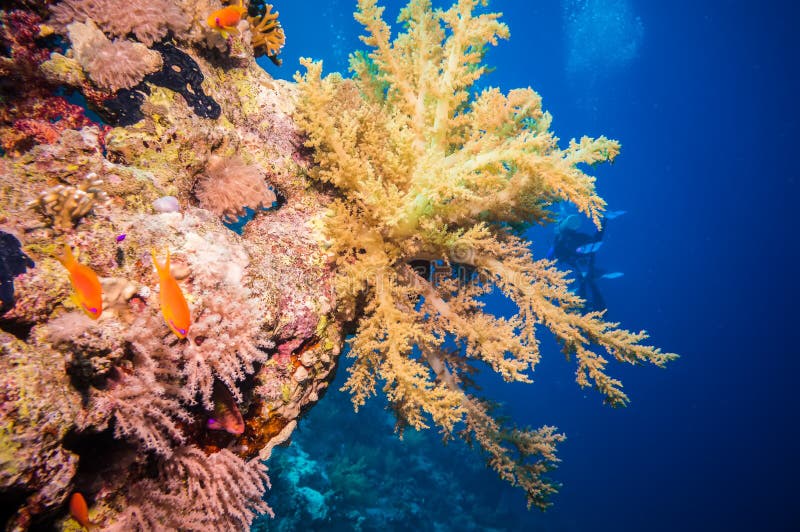 Colorful Underwater Reef with Coral and Sponges Stock Photo - Image of ...