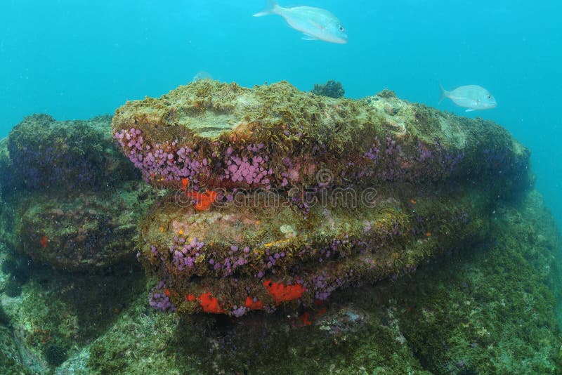 Colorful underwater rock in shallow water