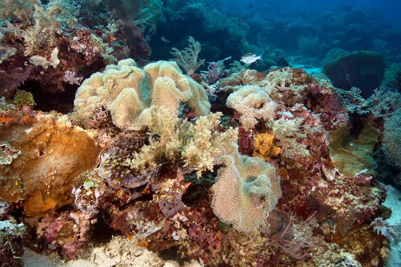 Colorful Variety of Soft and Hard Corals. Underwater Photography ...