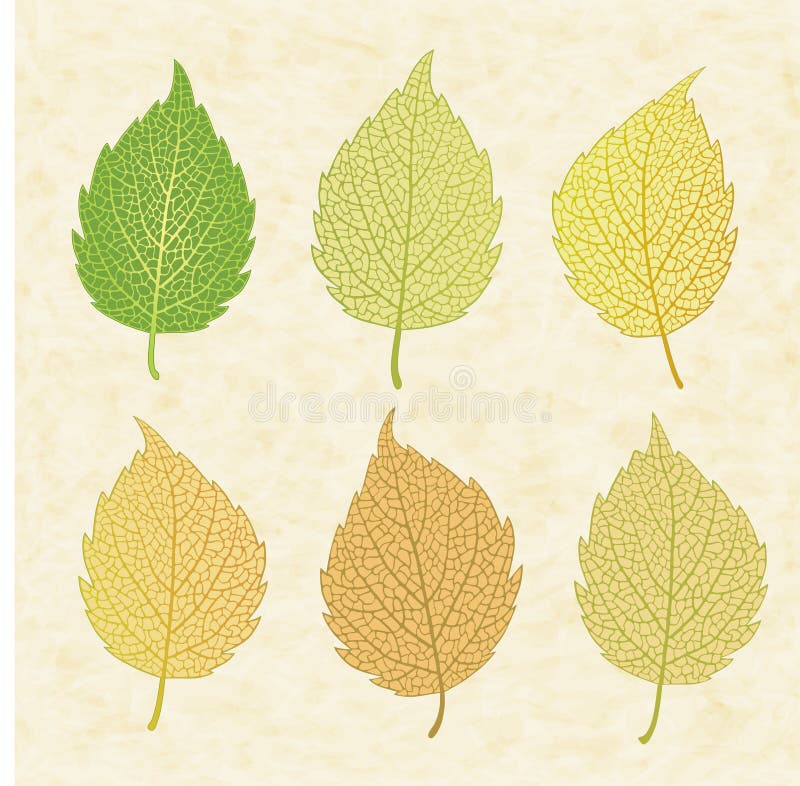 Colorful vector autumn leaves