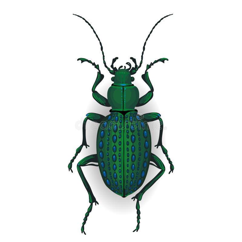 Colorful vector drawing of Ground beetle.