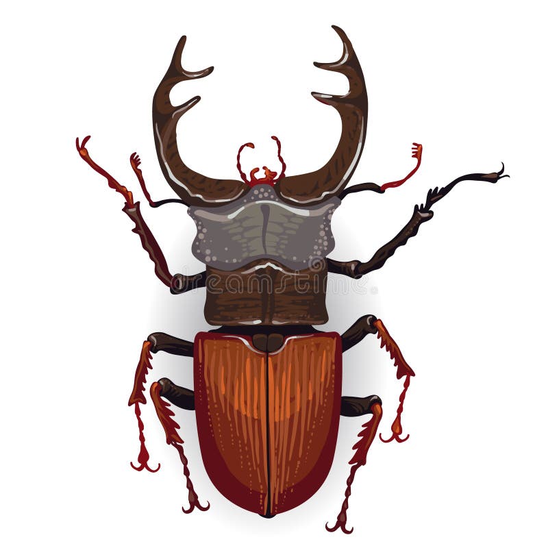 Colorful vector drawing of stag beetle.