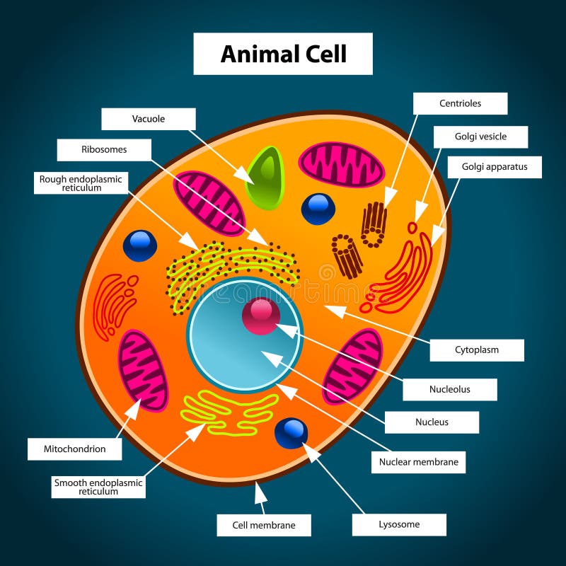 Animal Cell stock vector. Illustration of human, scientific - 29859935