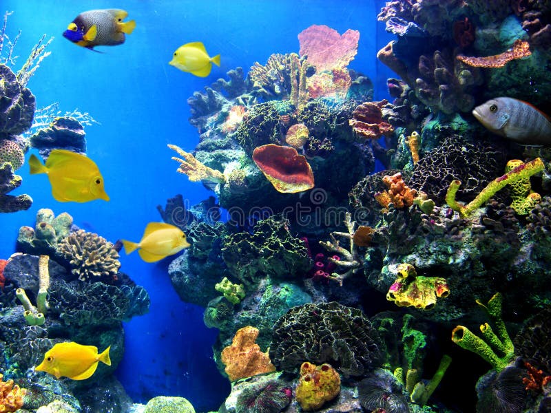 Colorful and vibrant aquarium life