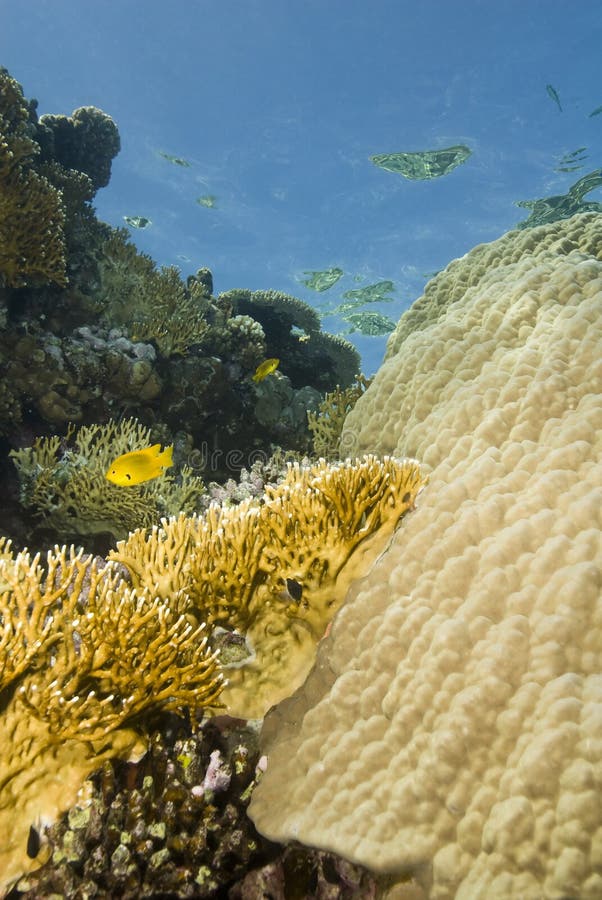 A colorful and vibrant tropical reef scene.