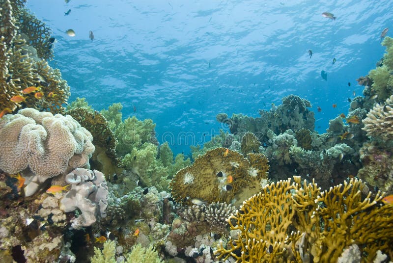 A colorful and vibrant tropical reef scene.