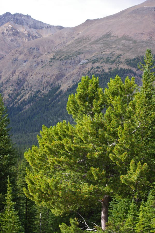 Colorful view of pine and aspen forests, alberta, canada. Colorful view of pine and aspen forests in river valley, kananaskis country, alberta, Canada in summer royalty free stock images Colorful view of pine and aspen forests, alberta, canada. Colorful view of pine and aspen forests in river valley, kananaskis country, alberta, Canada in summer royalty free stock images