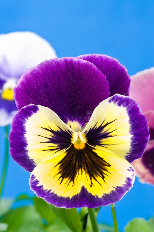 Colorful Viola