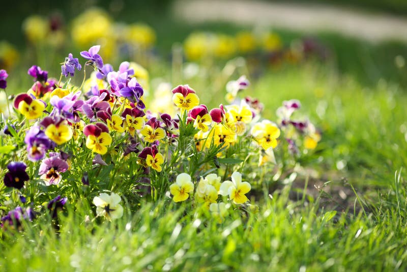 Violets in spring grass stock image. Image of season 47575737