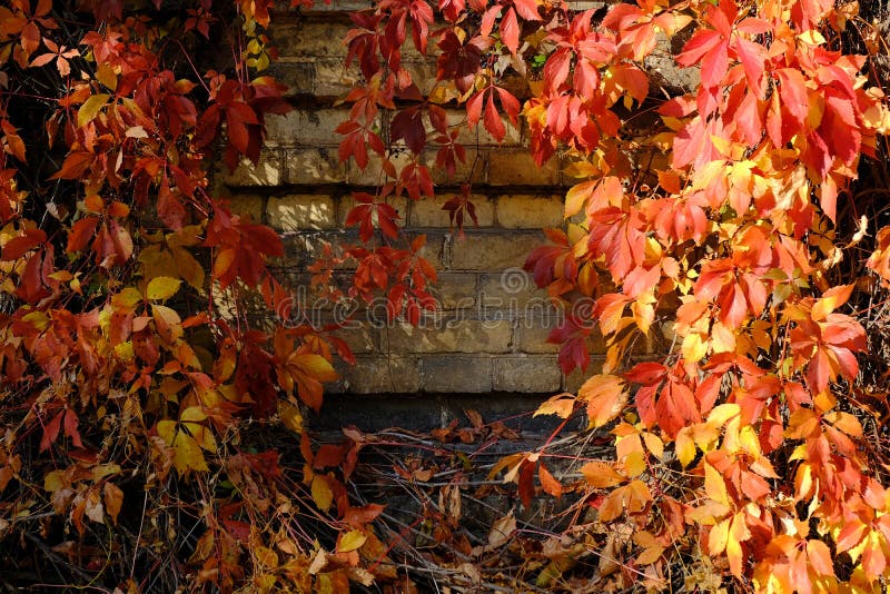 Colorful Virginia Creeper Leaves on brick wall in fall