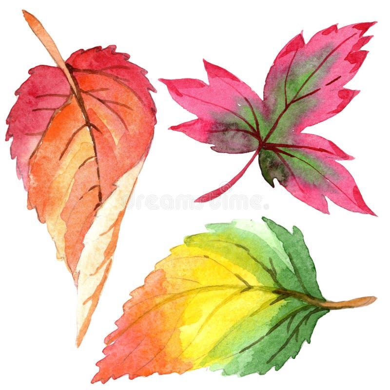 Colorful watercolor autumn leaves. Leaf plant botanical garden floral foliage. Isolated illustration element.