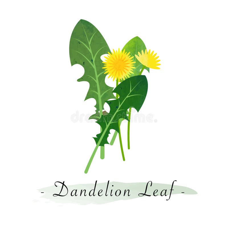A Colorful watercolor texture vector healthy vegetable dandelion l royalty free illustration A Colorful watercolor texture vector healthy vegetable dandelion l royalty free illustration