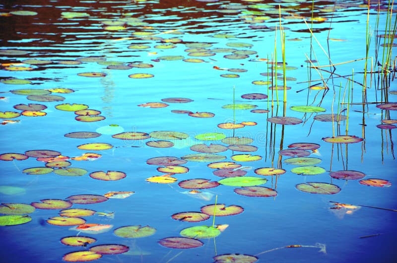 Colorful waterlily pond