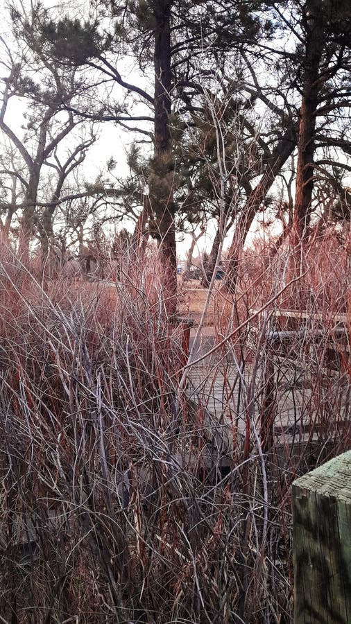 Colorful wetlands walking path winter day royalty free stock images