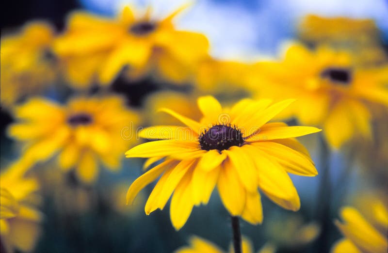 Colorful wild flowers