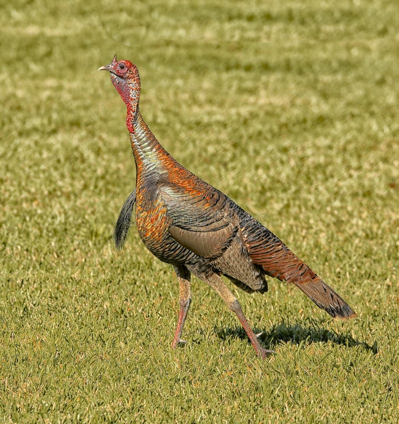 Turkey stock image. Image of coop, fanned, farm, thanksgiving 54375057