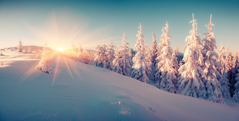 Colorful winter sunrise in the mountain forest. stock images Colorful winter sunrise in the mountain forest. stock images