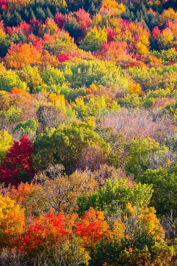 Colorful Wooded Hill