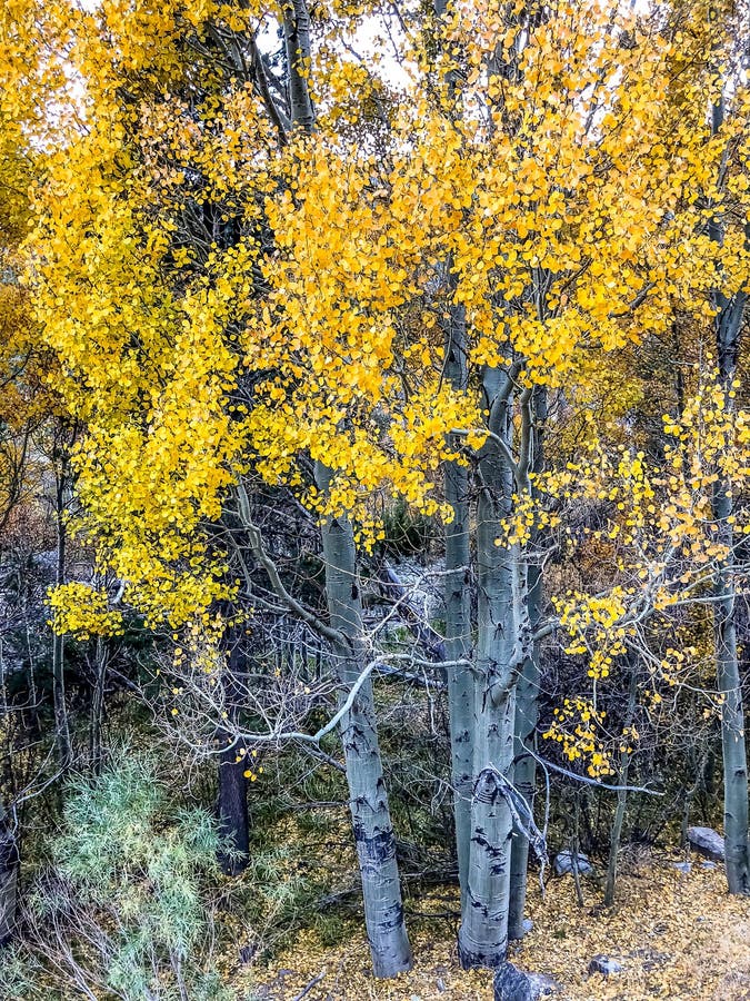 Colorful Yellow Aspen Trees in the Fall Stock Image - Image of tioga ...