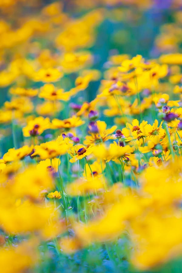 Colorful yellow and purple sulfur cosmos flower are in bloom in springtime royalty free stock photo Colorful yellow and purple sulfur cosmos flower are in bloom in springtime royalty free stock photo