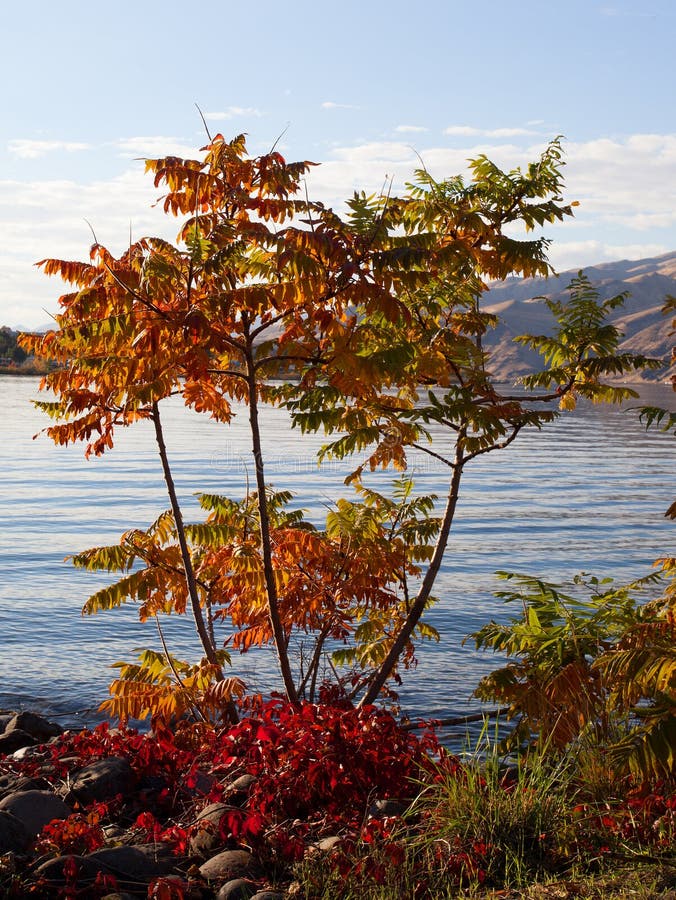 Small tree changing colors during the fall next to the Snake River. Gray water snake stock images, royalty-free photos and pictures