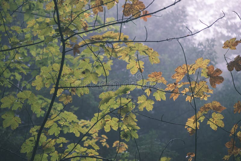 Colorfull autumn trees in heavy mist in forest - vintage film effect