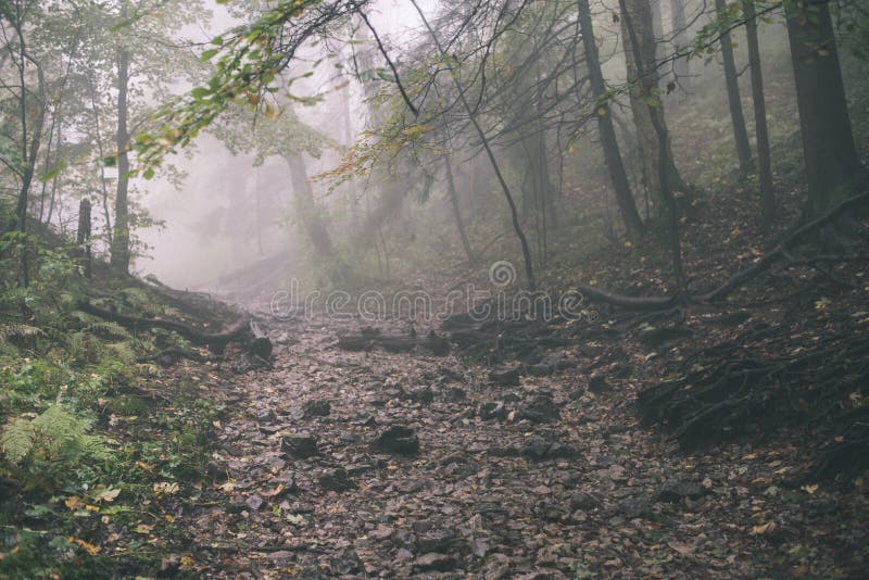 Barevné podzimní stromy v husté mlze v lese - vintage filmový efekt