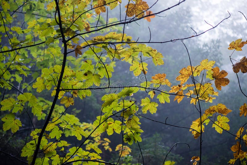Barevné podzimní stromy v husté mlze v lese
