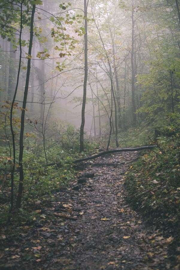 Barevné podzimní stromy v husté mlze v lese - vintage filmový efekt