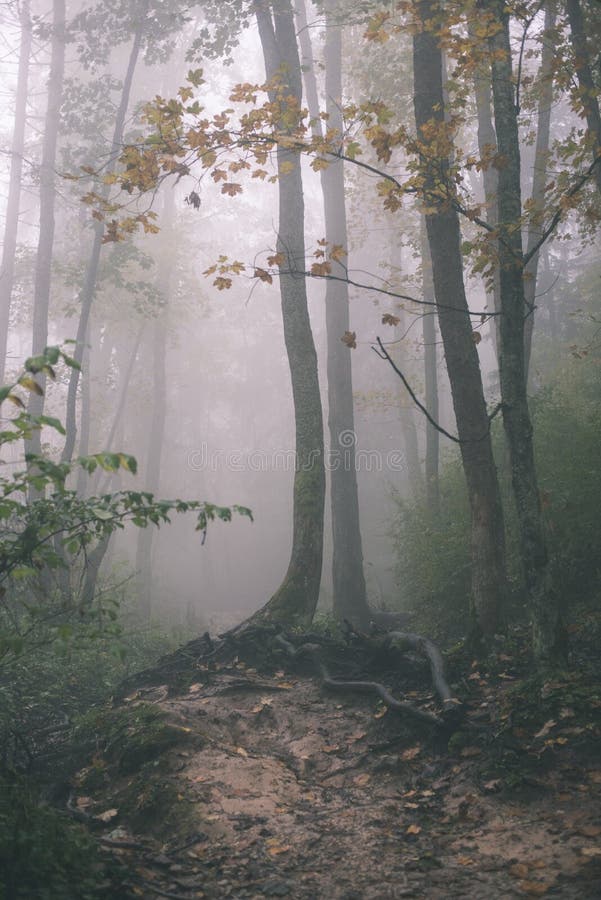 Farebné jesenné stromy v hustej hmle v lese - vintage filmový efekt