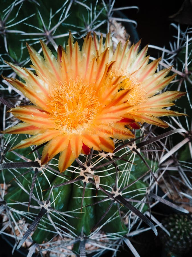 Colorfullâ€‹ Cactusâ€‹ Onâ€‹ Topâ€‹ Viewâ€‹ Stock Image - Image of view ...